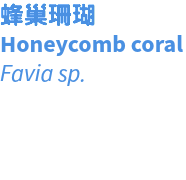 蜂巢珊瑚 Honeycomb coral Favia sp. 