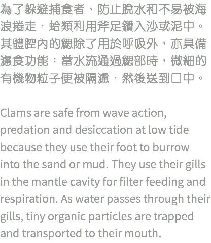 為了躲避捕食者、防止脫水和不易被海浪捲走，蛤類利用斧足鑽入沙或泥中。其體腔內的鰓除了用於呼吸外，亦具備濾食功能；當水流通過鰓部時，微細的有機物粒子便被隔濾，然後送到口中。 Clams are safe from wave action, predation and desiccation at low tide because they use their foot to burrow into the sand or mud. They use their gills in the mantle cavity for filter feeding and respiration. As water passes through their gills, tiny organic particles are trapped and transported to their mouth.