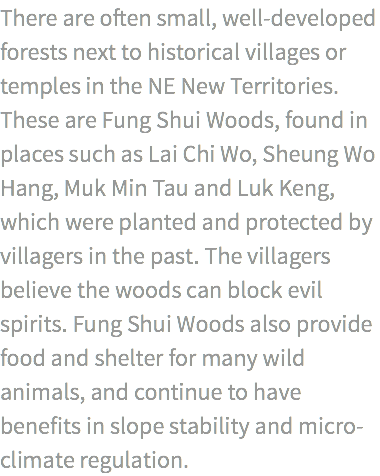 There are often small, well-developed forests next to historical villages or temples in the NE New Territories. These are Fung Shui Woods, found in places such as Lai Chi Wo, Sheung Wo Hang, Muk Min Tau and Luk Keng, which were planted and protected by villagers in the past. The villagers believe the woods can block evil spirits. Fung Shui Woods also provide food and shelter for many wild animals, and continue to have benefits in slope stability and micro-climate regulation.