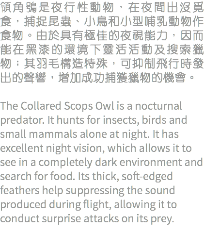 領角鴞是夜行性動物，在夜間出沒覓食，捕捉昆蟲、小鳥和小型哺乳動物作食物。由於具有極佳的夜視能力，因而能在黑漆的環境下靈活活動及搜索獵物；其羽毛構造特殊，可抑制飛行時發出的聲響，增加成功捕獲獵物的機會。 The Collared Scops Owl is a nocturnal predator. It hunts for insects, birds and small mammals alone at night. It has excellent night vision, which allows it to see in a completely dark environment and search for food. Its thick, soft-edged feathers help suppressing the sound produced during flight, allowing it to conduct surprise attacks on its prey.