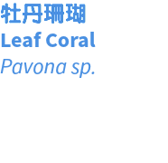 牡丹珊瑚 Leaf Coral Pavona sp. 