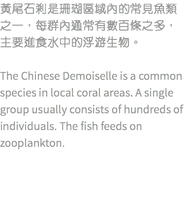 黃尾石剎是珊瑚區域內的常見魚類之一，每群內通常有數百條之多，主要進食水中的浮游生物。 The Chinese Demoiselle is a common species in local coral areas. A single group usually consists of hundreds of individuals. The fish feeds on zooplankton.