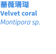 薔薇珊瑚 Velvet coral Montipora sp. 