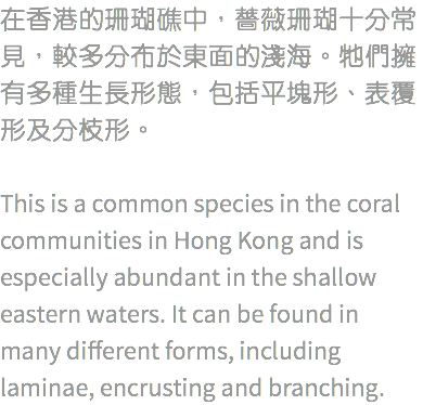 在香港的珊瑚礁中，薔薇珊瑚十分常見，較多分布於東面的淺海。牠們擁有多種生長形態，包括平塊形、表覆形及分枝形。 This is a common species in the coral communities in Hong Kong and is especially abundant in the shallow eastern waters. It can be found in many different forms, including laminae, encrusting and branching.