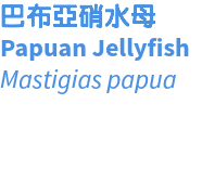 巴布亞硝水母 Papuan Jellyfish Mastigias papua 