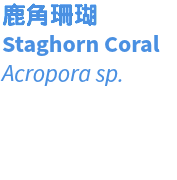 鹿角珊瑚 Staghorn Coral Acropora sp.