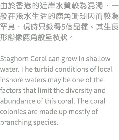 由於香港的近岸水質較為混濁，一般在淺水生活的鹿角珊瑚因而較為罕見，現時只錄得5個品種。其生長形態像鹿角般呈枝狀。 Staghorn Coral can grow in shallow water. The turbid conditions of local inshore waters may be one of the factors that limit the diversity and abundance of this coral. The coral colonies are made up mostly of branching species. 