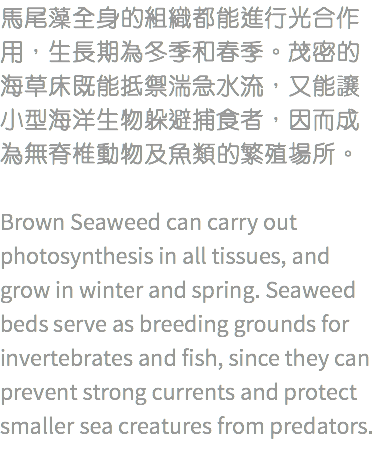 馬尾藻全身的組織都能進行光合作用，生長期為冬季和春季。茂密的海草床既能抵禦湍急水流，又能讓小型海洋生物躲避捕食者，因而成為無脊椎動物及魚類的繁殖場所。 Brown Seaweed can carry out photosynthesis in all tissues, and grow in winter and spring. Seaweed beds serve as breeding grounds for invertebrates and fish, since they can prevent strong currents and protect smaller sea creatures from predators.