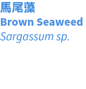 馬尾藻 Brown Seaweed Sargassum sp.