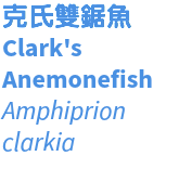 克氏雙鋸魚 Clark's Anemonefish Amphiprion clarkia 