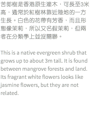 苦郎樹是香港原生灌木，可長至3米高，通常於紅樹林靠近陸地的一方生長。白色的花帶有芳香，而且形態像茉莉，所以又名假茉莉，但兩者在分類學上並沒關聯。 This is a native evergreen shrub that grows up to about 3m tall. It is found between mangrove forests and land. Its fragrant white flowers looks like jasmine flowers, but they are not related.