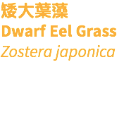 矮大葉藻 Dwarf Eel Grass Zostera japonica 