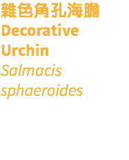 雜色角孔海膽 Decorative Urchin Salmacis sphaeroides 