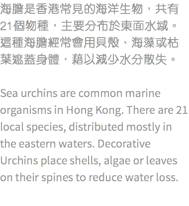 海膽是香港常見的海洋生物，共有21個物種，主要分布於東面水域。這種海膽經常會用貝殼、海藻或枯葉遮蓋身體，藉以減少水分散失。 Sea urchins are common marine organisms in Hong Kong. There are 21 local species, distributed mostly in the eastern waters. Decorative Urchins place shells, algae or leaves on their spines to reduce water loss. 