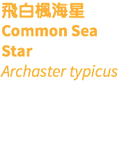 飛白楓海星 Common Sea Star Archaster typicus 