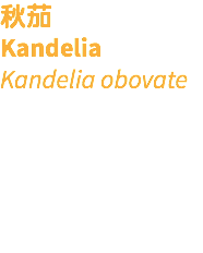 秋茄 Kandelia Kandelia obovate 