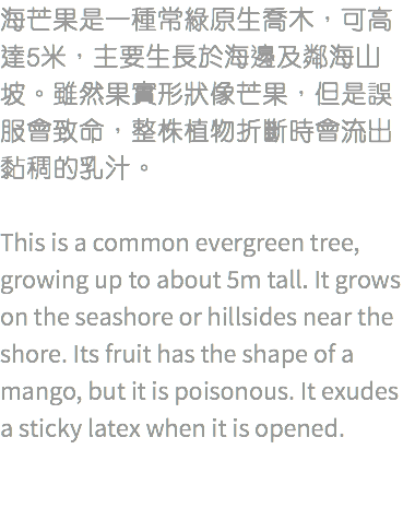 海芒果是一種常綠原生喬木，可高達5米，主要生長於海邊及鄰海山坡。雖然果實形狀像芒果，但是誤服會致命，整株植物折斷時會流出黏稠的乳汁。 This is a common evergreen tree, growing up to about 5m tall. It grows on the seashore or hillsides near the shore. Its fruit has the shape of a mango, but it is poisonous. It exudes a sticky latex when it is opened. 