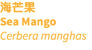 海芒果 Sea Mango Cerbera manghas