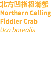 北方凹指招潮蟹 Northern Calling Fiddler Crab Uca borealis 