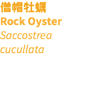 僧帽牡蠣 Rock Oyster Saccostrea cucullata 