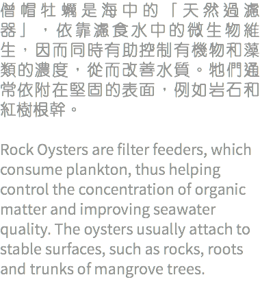 僧帽牡蠣是海中的「天然過濾器」，依靠濾食水中的微生物維生，因而同時有助控制有機物和藻類的濃度，從而改善水質。牠們通常依附在堅固的表面，例如岩石和紅樹根幹。 Rock Oysters are filter feeders, which consume plankton, thus helping control the concentration of organic matter and improving seawater quality. The oysters usually attach to stable surfaces, such as rocks, roots and trunks of mangrove trees.