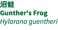 沼蛙 Gunther's Frog Hylarana guentheri