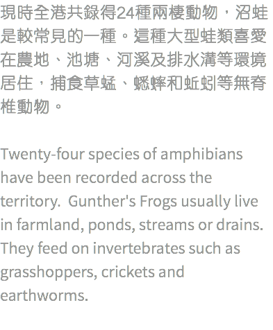 現時全港共錄得24種兩棲動物，沼蛙是較常見的一種。這種大型蛙類喜愛在農地、池塘、河溪及排水溝等環境居住，捕食草蜢、蟋蟀和蚯蚓等無脊椎動物。 Twenty-four species of amphibians have been recorded across the territory. Gunther's Frogs usually live in farmland, ponds, streams or drains. They feed on invertebrates such as grasshoppers, crickets and earthworms.